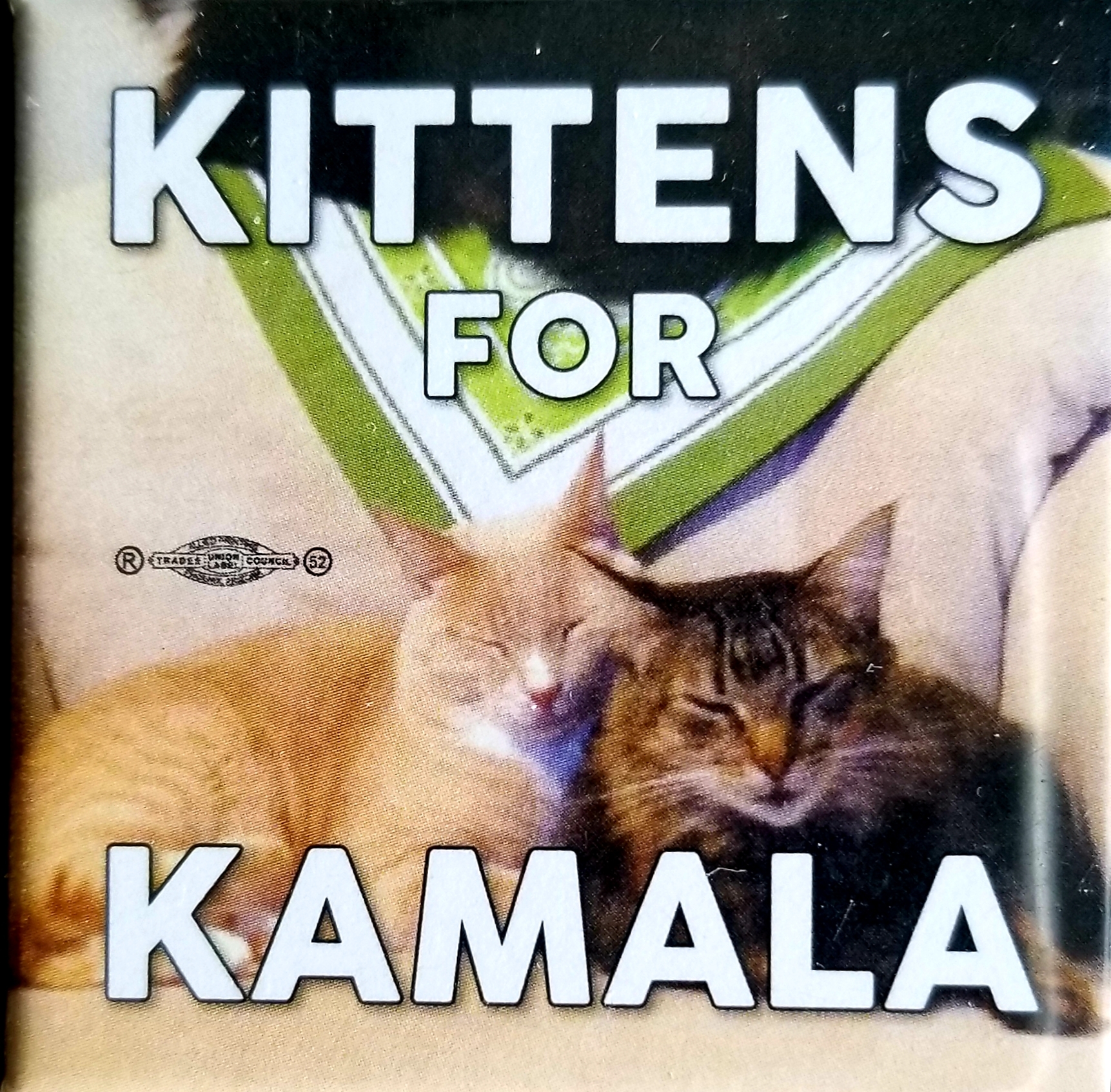 KittensForKamalapin.jpg